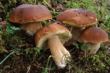 Corso per idoneit&#224; alla vendita per gli esercenti il commercio di funghi freschi spontanei